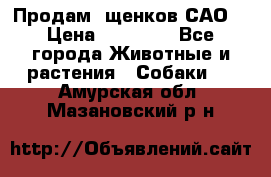 Продам ,щенков САО. › Цена ­ 30 000 - Все города Животные и растения » Собаки   . Амурская обл.,Мазановский р-н